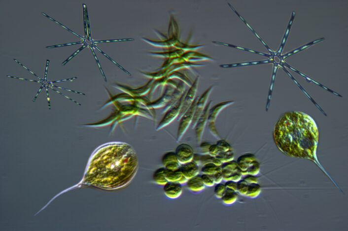 Фитопланктон потребляет фосфор для обеспечения клеточных процессов, а умирая, уносит его с собой на морское дно. (Изображение предоставлено: Роланд Бирк/Getty Images) Ледяной ответ Земли: Как климатический «термостат» может ускорить наступление следующего ледникового периода