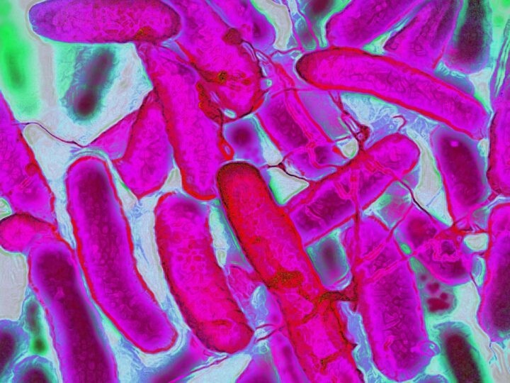 Инновационная технология: Бактерии создают цветные ткани
