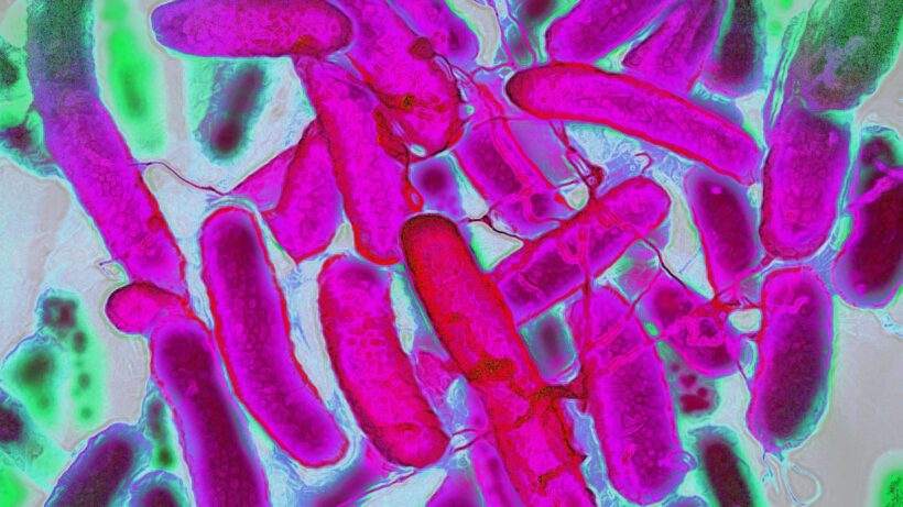 Инновационная технология: Бактерии создают цветные ткани