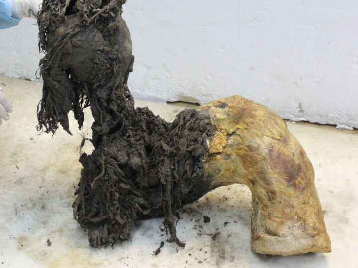 Удивительное открытие: Учёные расшифровали РНК шершащего мамонта