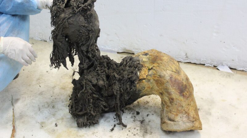 Удивительное открытие: Учёные расшифровали РНК шершащего мамонта