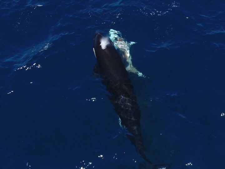Умные хищники: как касатки охотятся на юных белых акул