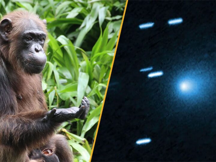 Загадочные цвета комет и умственные способности шимпанзе