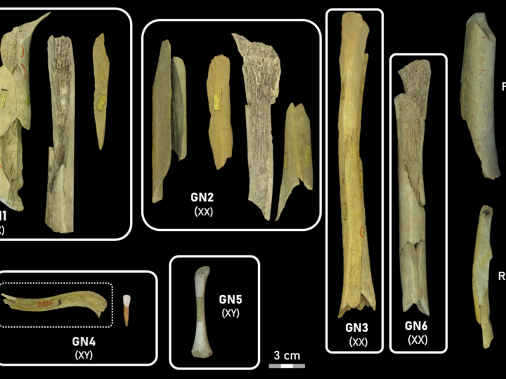 Каннибалы каменного века: почему неандертальцев съедали целенаправленно