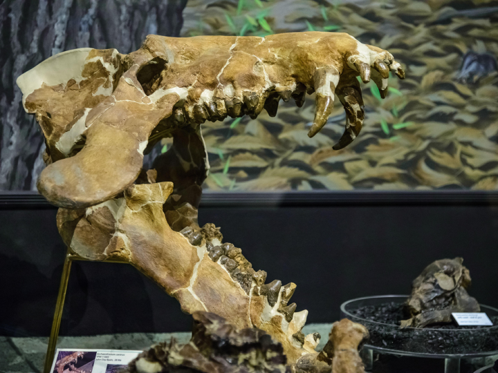 Загадочные «адские свиньи»: секреты древнего питания