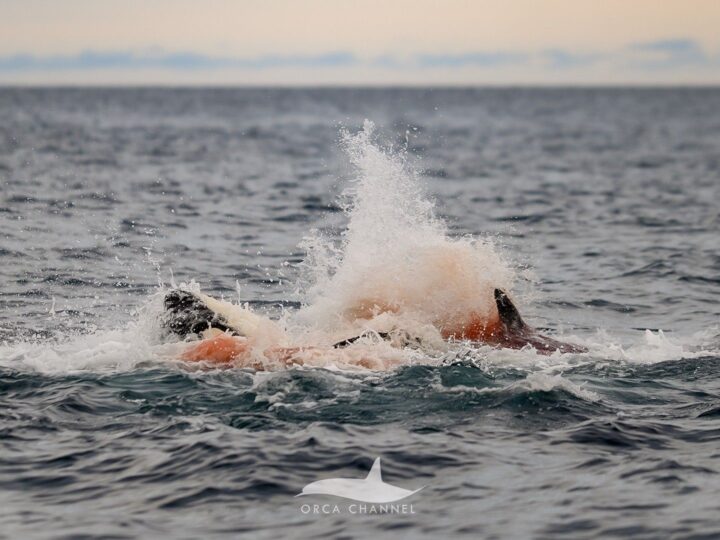 Рождение Океанского Убийцы: Уникальные Снимки Из Норвегии