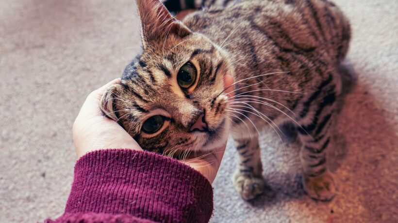 Как понять своего любимца: природа общения кошек