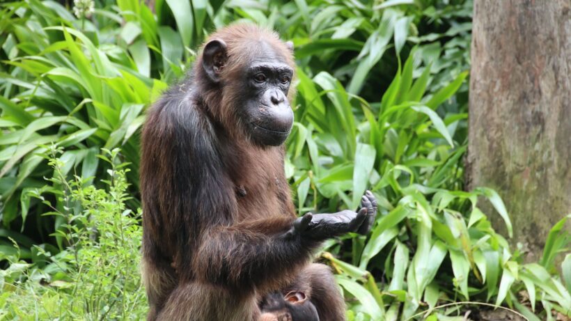 Искусство Размышления: Как Шимпанзе Используют Мыслительные Процессы