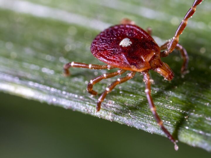 Трагедия На Череде: Смерть от Аллергии на Мясо