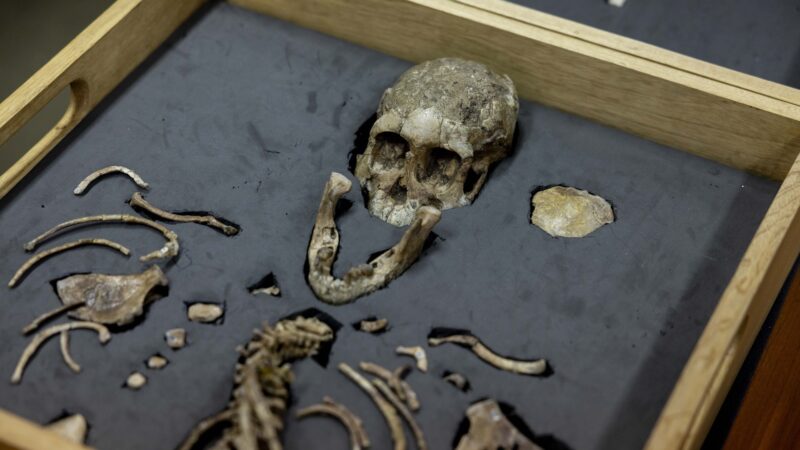 Люси: Как одна находка переписала историю человечества