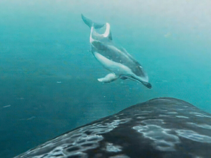 Неожиданный союз: косатки и дельфины объединились для охоты на лосося