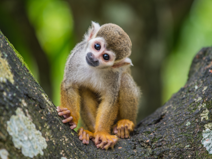 Приматы: Ближайшие родственники человечества на грани исчезновения