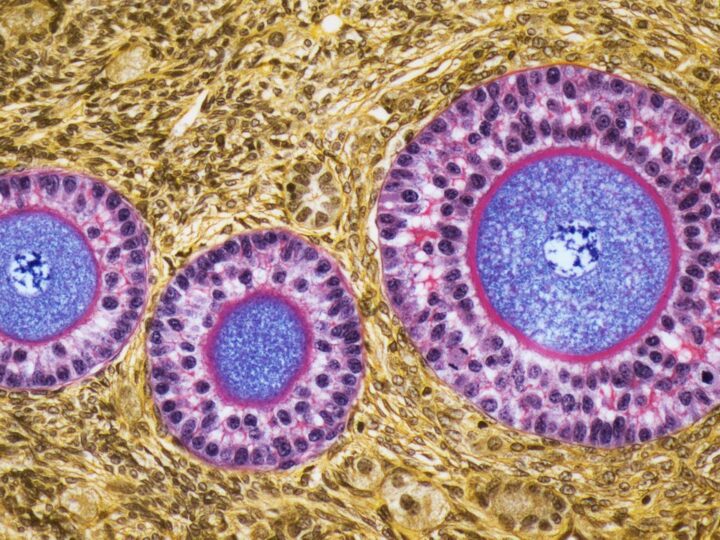 Новая модель старения яйцеклеток: шаг к продлению репродуктивного окна