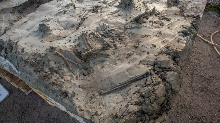 Собака и кинжал: таинственный ритуал эпохи неолита раскрыт в шведском болоте