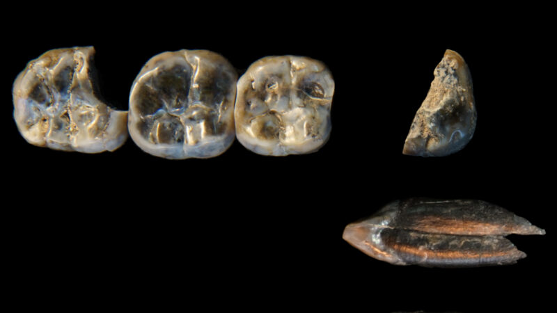 Геномная революция: 10 открытий 2025 года, которые переписали историю человечества