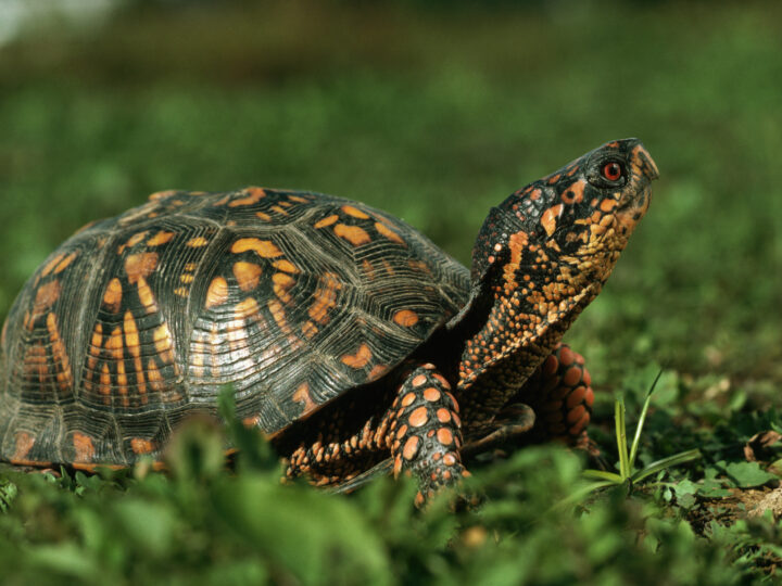 Щит для головы: Зачем черепахам панцирь и как они в него прячутся?