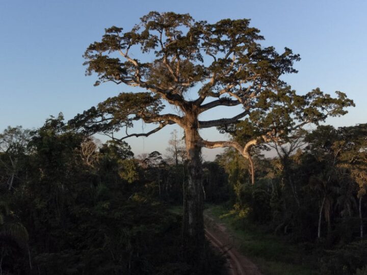 Амазония на пороге климатического переворота: к чему приведет переход к «сверхтропическому» режиму?