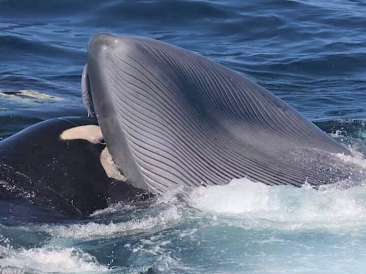 Мозг океана: почему косатки становятся всё изобретательнее и что это значит для нас