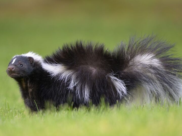 Роковой трансплантат: как царапина от скунса привела к уникальному случаю заражения бешенством