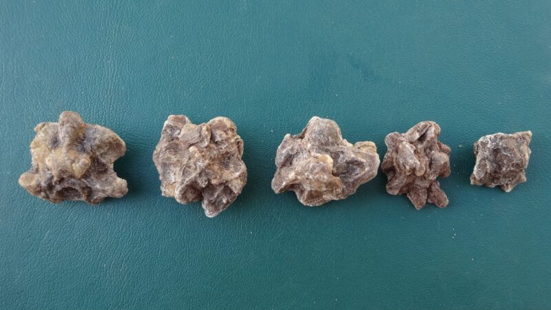 Гренадеры эволюции: Почему анаконды остаются гигантами миллионы лет