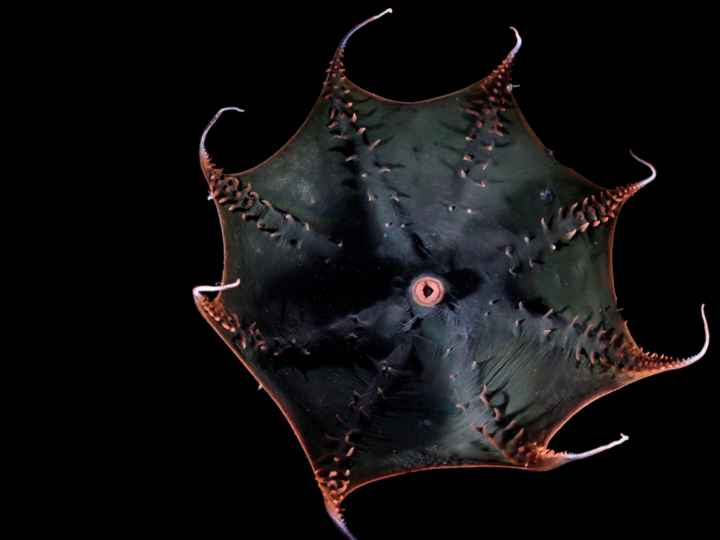 Генетическое окно в прошлое: как вампироподобный кальмар раскрывает тайну эволюции осьминогов