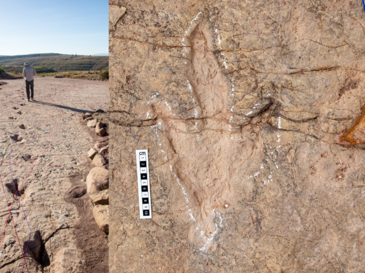 Доисторический мегаполис: в Боливии найдена крупнейшая в мире «стоянка» динозавров с рекордным числом следов