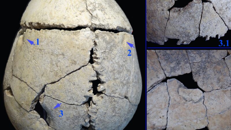 Первый известный случай: как подросток пережил нападение льва 6200 лет назад