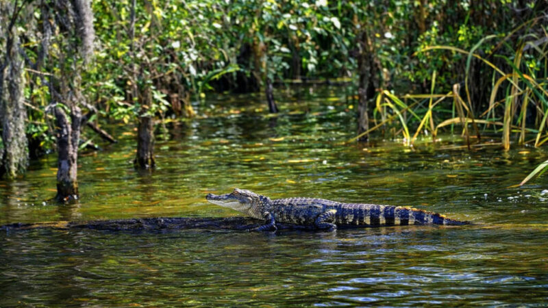 Хранители углерода: как аллигаторы помогают климату, охраняя свои болота