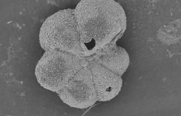 Удар из прошлого: как жизнь на Земле возродилась за тысячелетия после катастрофы