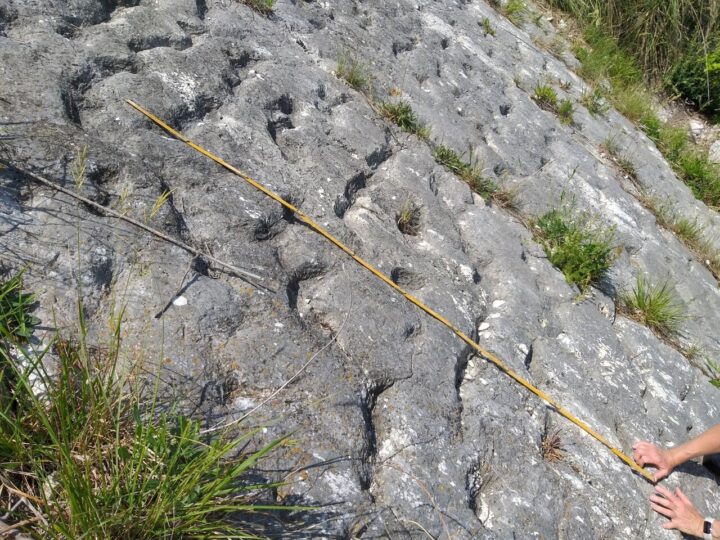 Следы паники: как землетрясение сохранило для науки «побег» морских черепах мелового периода