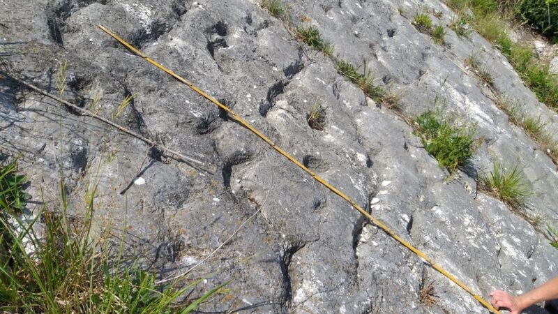 Следы паники: как землетрясение сохранило для науки «побег» морских черепах мелового периода