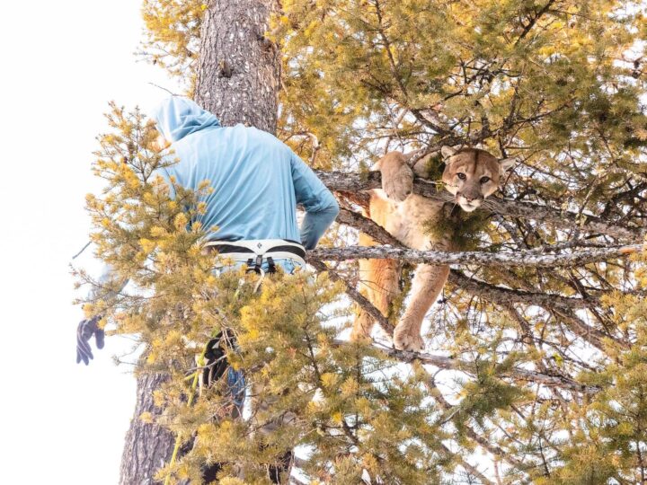Экология сосуществования: как пейзаж и меню помогли пумам ужиться с волками в Йеллоустоне