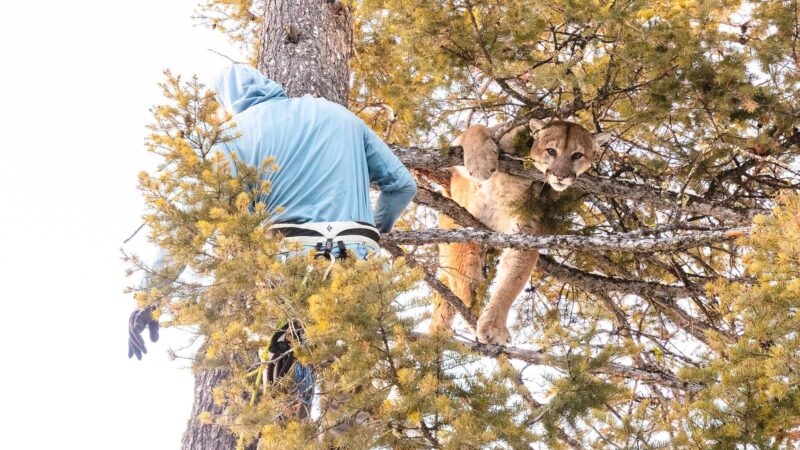 Экология сосуществования: как пейзаж и меню помогли пумам ужиться с волками в Йеллоустоне