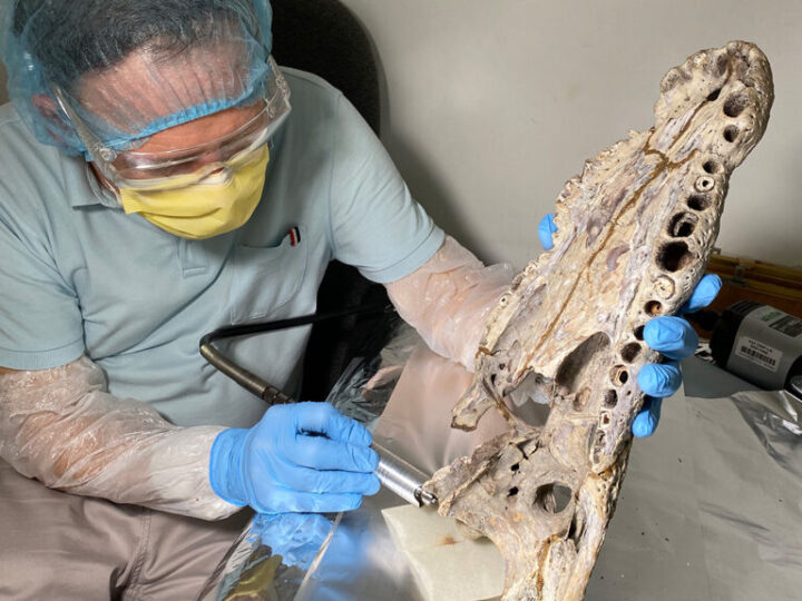 Древние следы гиганта: генетика раскрыла былой масштаб господства гребнистого крокодила