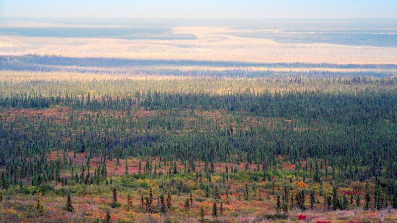 Канада может в пять раз перекрыть свои выбросы углерода с помощью посадки деревьев