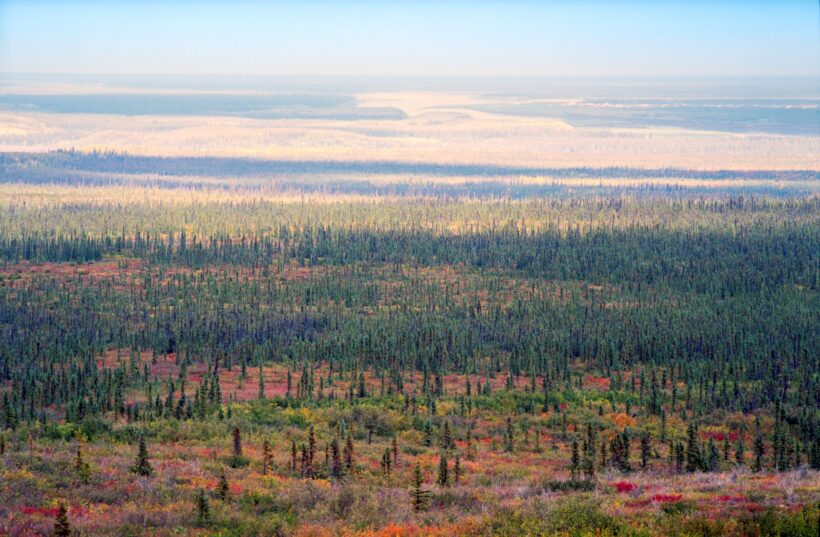 Канада может в пять раз перекрыть свои выбросы углерода с помощью посадки деревьев