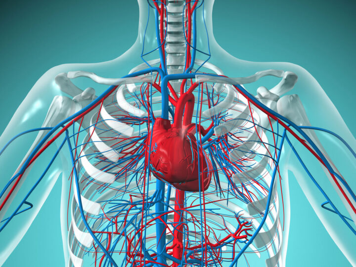 Совы под ударом: почему ночной хронотип может угрожать сердцу