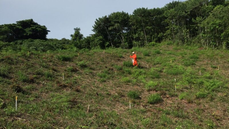 Азотный ускоритель: как удобрение может удвоить поглощение углерода молодыми тропическими лесами