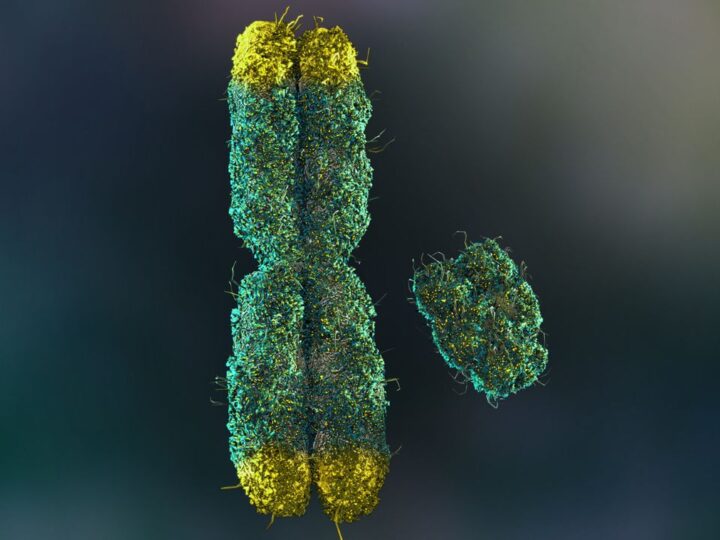 Потеря мужской хромосомы: как исчезновение Y-хромосомы влияет на здоровье и продолжительность жизни мужчин