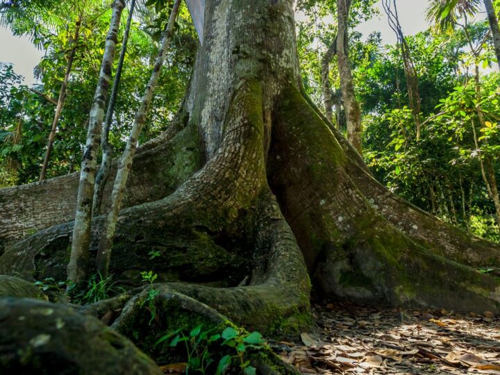 Лес великанов: почему вырубка старых деревьев уничтожает климат быстрее, чем мы думали