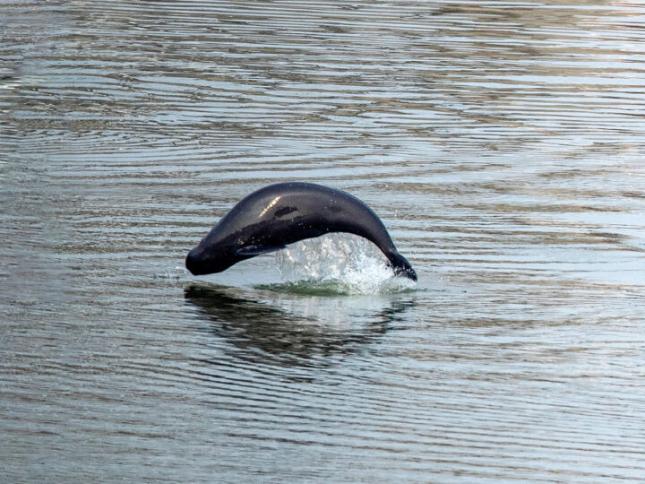 Янцзы оживает: десятилетний запрет на ловлю рыбы дает надежду исчезающим видам