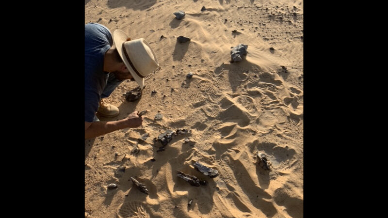 «Чёрный спинозавр»: в Сахаре найден новый вид хищника с саблевидным гребнем