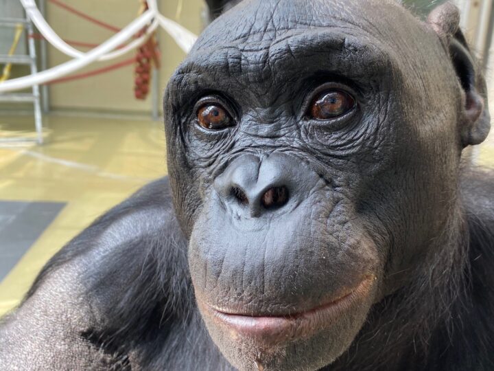 Куклы из воображения: бонобо впервые экспериментально доказали способность к ролевой игре