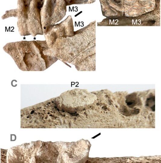 Загадка древней гробницы: женщина и первый мул Западной Европы