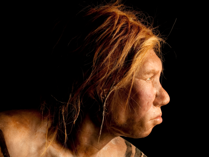 Болезнь крови, убившая неандертальцев: новая теория о древнем вымирании