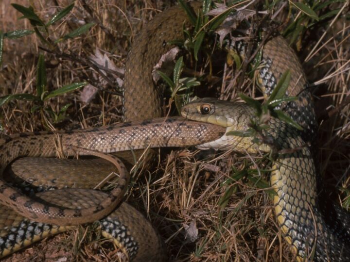 Каннибализм как стратегия выживания: учёные выяснили, почему змеи поедают друг друга