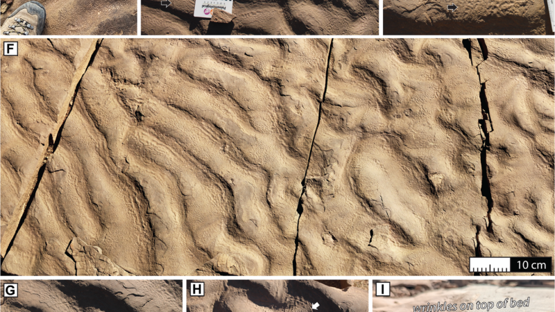 Глубоководные колыбели жизни: древние микробы, найденные там, где их не ждали