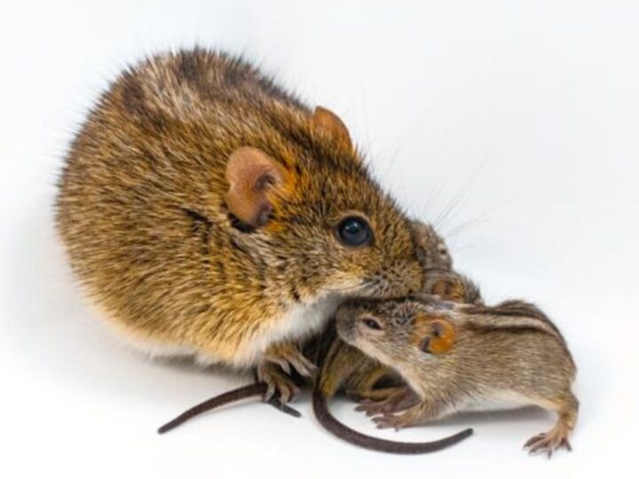 Генетический переключатель отцовства: как забота сменяется агрессией