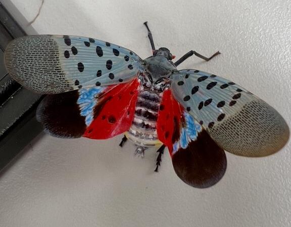 Города-инкубаторы: как городская среда помогла инвазивной цикадке захватить США