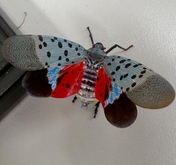 Города-инкубаторы: как городская среда помогла инвазивной цикадке захватить США